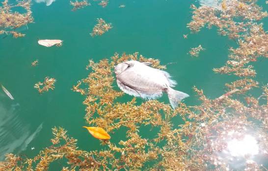 Peces muertos en costa de Sabana De La Mar