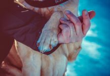 VIDEO: Los perros son la mejor muestra de LEALTAD